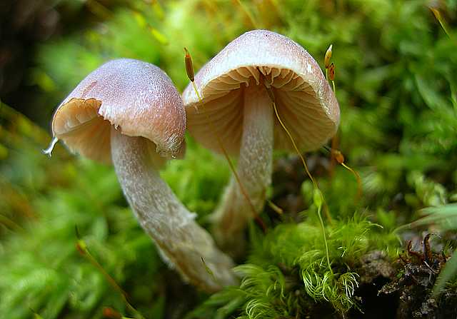 La flora micologica oltre i 1000 m.